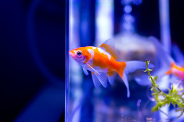 水槽の金魚