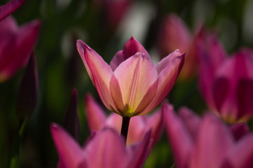 Turkey Istanbul Tulip festival