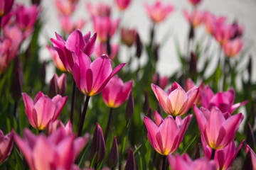 Turkey Istanbul Tulip festival