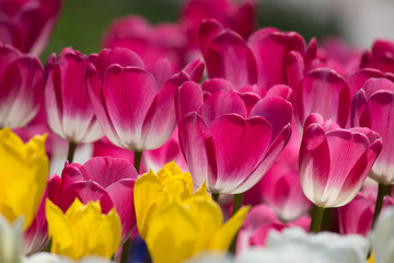 Turkey Istanbul Tulip festival