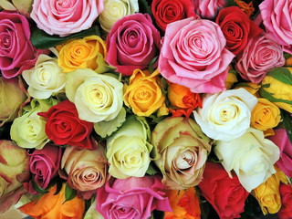 Colorful roses background