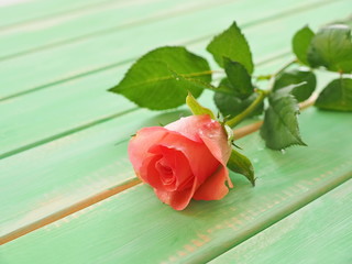 Pink rose on green wooden background