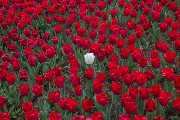 Turkey Istanbul Tulip festival