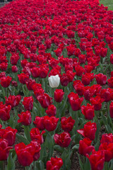 Turkey Istanbul Tulip festival