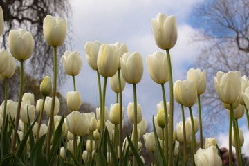 Turkey Istanbul Tulip festival