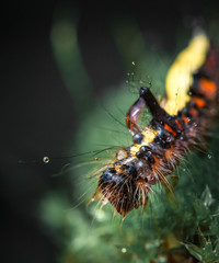 Obraz na płótnie Canvas caterpillar on a dew