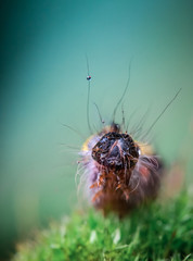 caterpillar on a dew