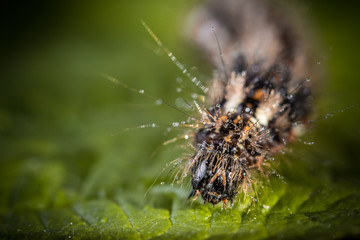 caterpillar on a leaf