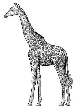Giraffe  illustration, drawing, engraving, ink, line art, vector