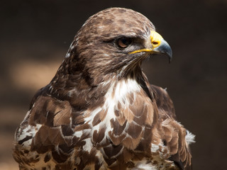 common buzzard