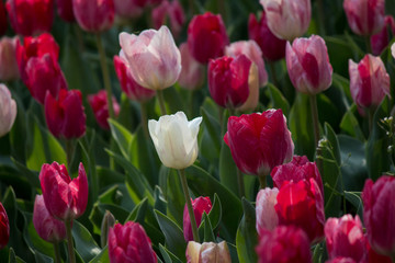 Turkey Istanbul Tulip festival
