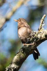 Blackbird, Turdus merula