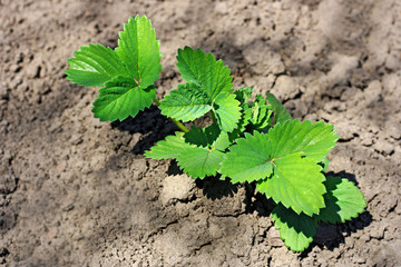 Bush of strawberry, planted in the ground.