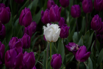 Istanbul Tulip Festıval Lonely White tulip among purple flowers