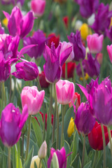 Turkey Istanbul Tulip festival