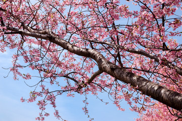 公園の河津桜