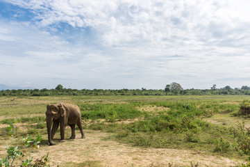 Obraz premium Éléphant dans le parc national d'Udawalawe, Sri Lanka