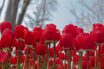 Turkey Istanbul Tulip festival