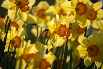 Turkey Istanbul Tulip festival