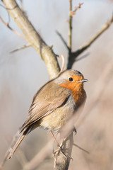 European Robin, Erithacus rubecula, Robin, Birds 