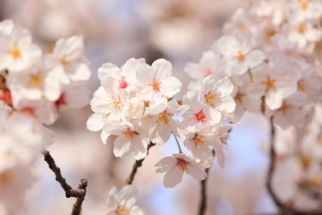 桜