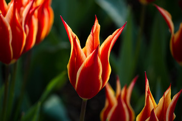 Bright red and yellow tulip flower beautifully shaped petals