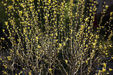 Newly open first spring leaves glowing against the sunlight
