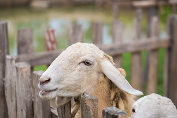 sheep feeding on farm 