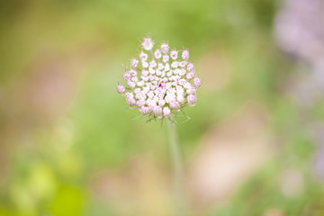flower in meadow with a selective focus