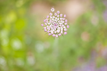 flower in meadow with a selective focus