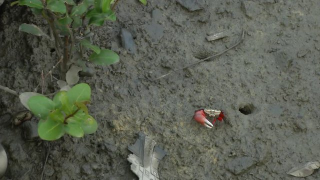 Mudskipper on mud in mangroves