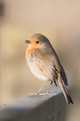 European Robin, Erithacus rubecula, Robin, Birds 