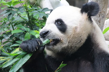 Obraz premium Male panda in Macau. his name is Kai kai