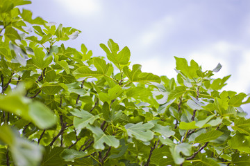 Fototapeta na wymiar leafs of a fig tree