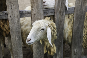 sheep feeding on farm 