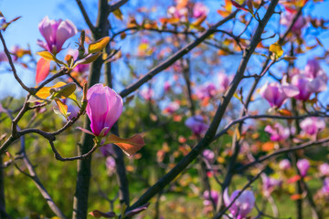 Blossoming of pink magnolia flowers in spring time. In the background a natural spring view of the garden with flowering magnolia tree branches.
