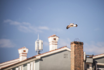 Seagull flying above some houses