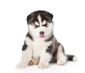 Siberian Husky puppy sitting in front view. isolated on white background