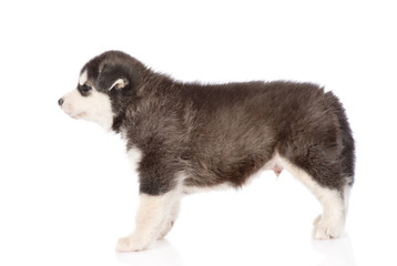 Obraz premium Siberian Husky puppy standing in profile. isolated on white background