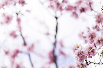 Almond tree in full bloom on blue sky in the spring. Beautiful flower background. Nature lifestyle