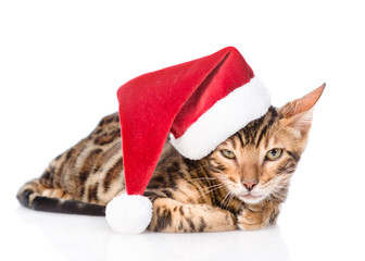 Bengal kitten in red santa hat. isolated on white background