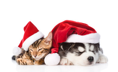 Bengal kitten and Siberian Husky puppy sleeping together in santa hats. isolated on white background