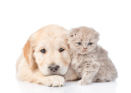 Sad golden retriever puppy and tiny kitten together. isolated on white background