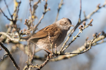 Dunnock, Prunella modularis