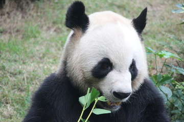 Male panda in Macau, his name is Kai Kai