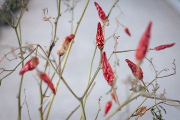 Dried chilli tree form twigs with leaves and branch