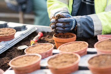Main gantée déversant du terreau dans un pot de fleurs