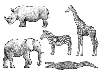 African animals illustration, drawing, engraving, ink, line art, vector