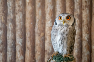 Northern White-faced Owl (Ptilopsis leucotis)