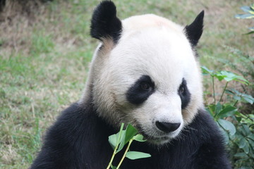 Male panda in Macau, his name is Kai kai